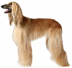 Afghan Hound