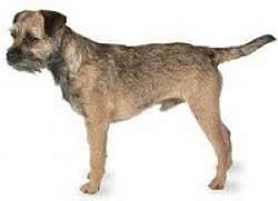 Border Terrier