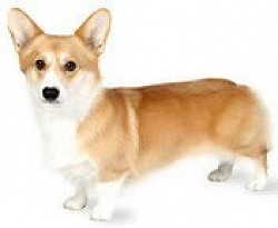 Corgi