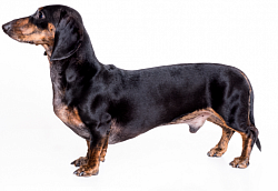 Dachshund