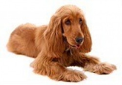 English Cocker Spaniel