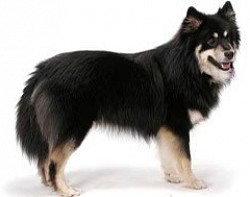 Finnish Lapphund