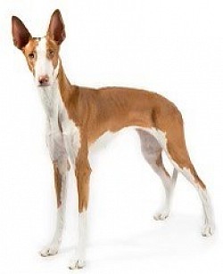 Ibizan Hound