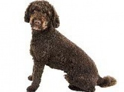 Labradoodle