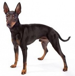 Manchester Terrier