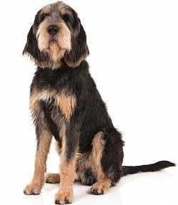 Otterhound