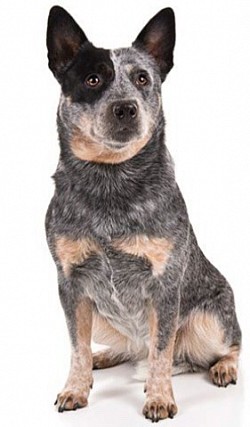 Queensland Heeler