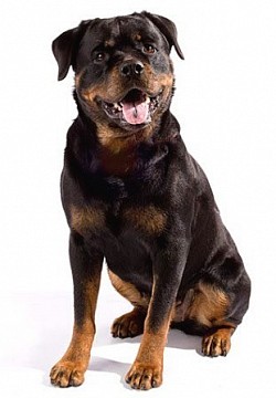 Rottweiler