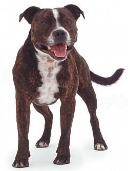 Staffordshire Bull Terrier