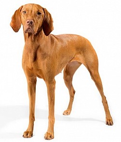 Vizsla