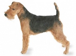 Welsh Terrier