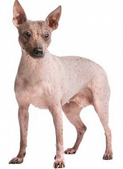 Xoloitzcuintle