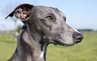 Greyhound