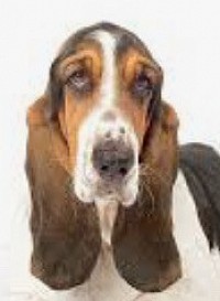 Basset Hound