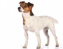 Jack Russell Terrier